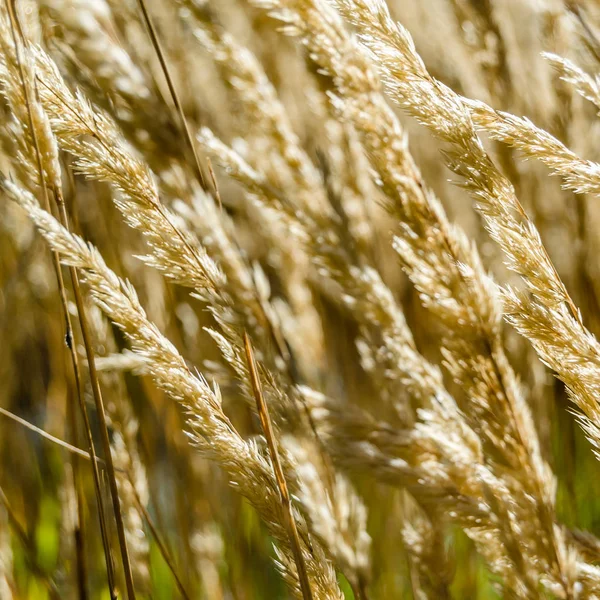 Dekoratif çim arka plan