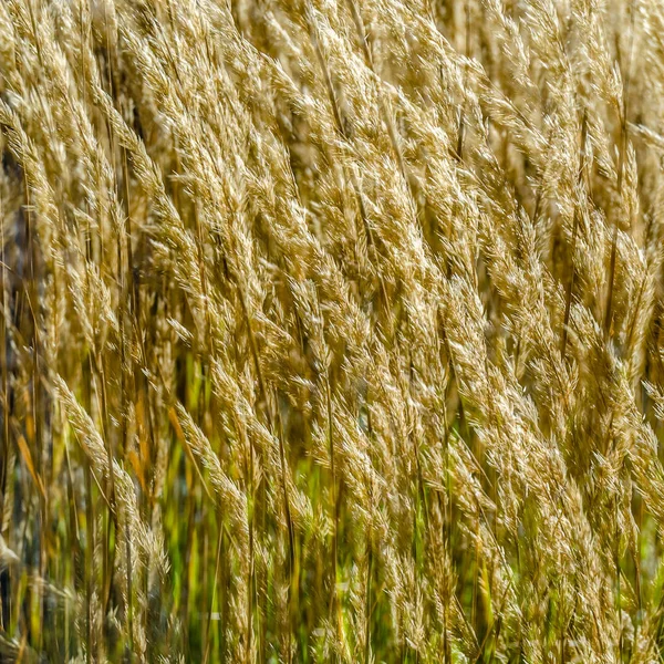 Dekoratif çim arka plan