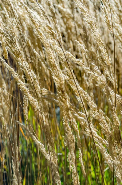 Dekoratif çim arka plan