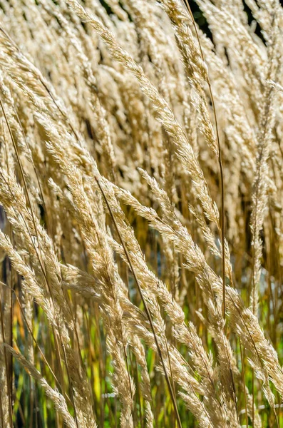 Dekoratif çim arka plan