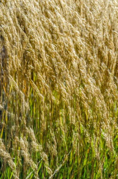 Dekoratif çim arka plan