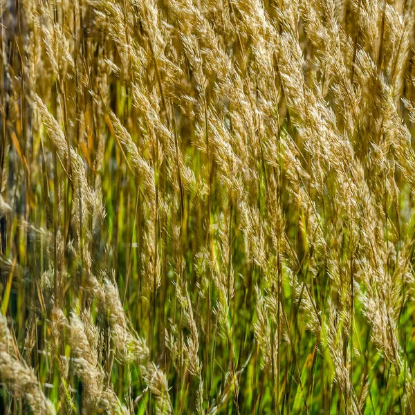 Dekoratif çim arka plan