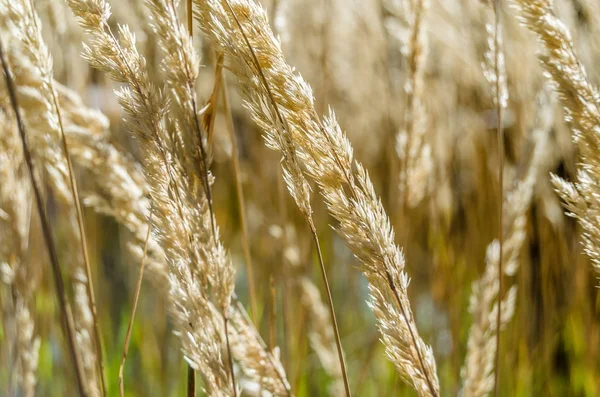 Dekoratif çim arka plan