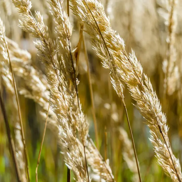 Dekoratif çim arka plan