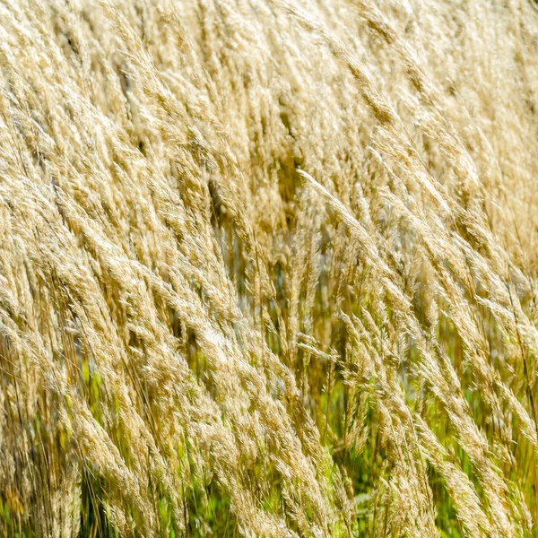 Декоративный фон травы — стоковое фото