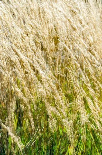 Dekoratif çim arka plan