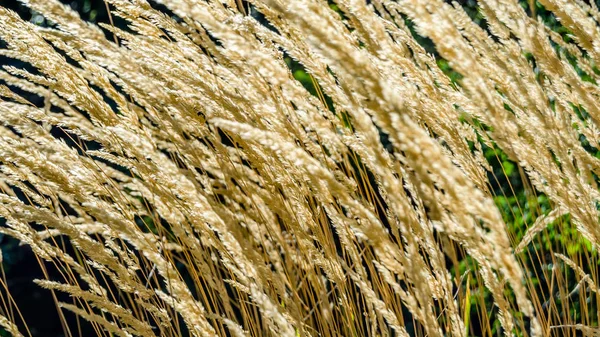 Dekoratif çim arka plan