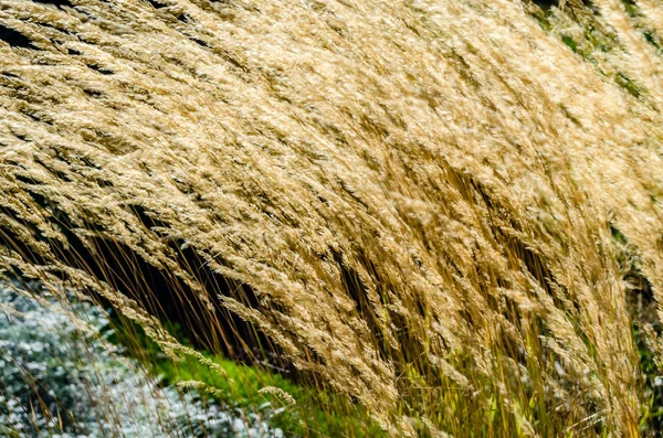 Декоративный фон травы — стоковое фото