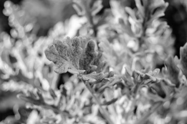 Siyah ve beyaz dusty miller bitki