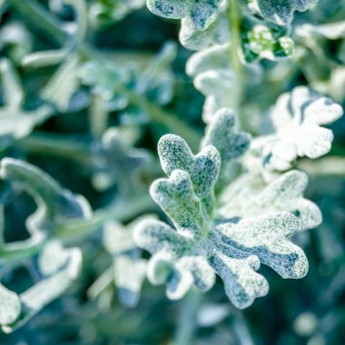 Dusty miller bitki detay