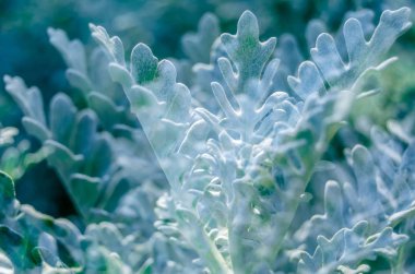 Dusty miller bitki detay