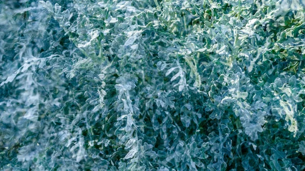 Dusty miller plant detail — Stock Photo, Image
