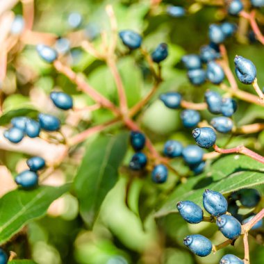 Laurestine bitki meyve