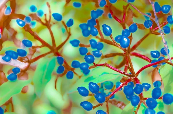 Laurestine ilustração planta — Fotografia de Stock