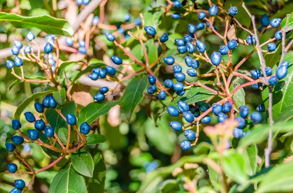 Frutas de plantas Laurestine — Fotografia de Stock