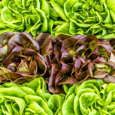 taze marul arka plan