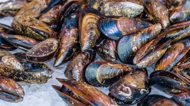 Bir balık pazarında taze midye