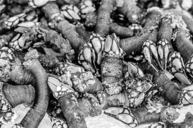 Kaz kıskaç bir balık pazarında