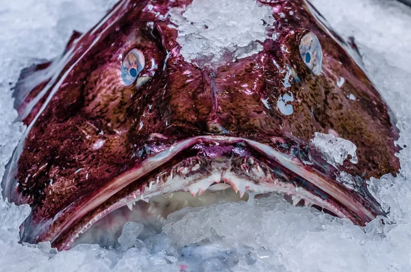 Monkfish на рынке — стоковое фото
