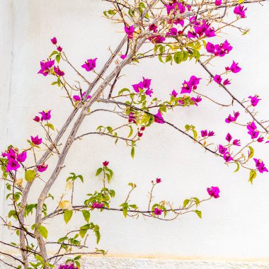 Beyaz bir arka planda çiçek açan pembe Bougainvillea çalısı, tipik Akdeniz manzarası.