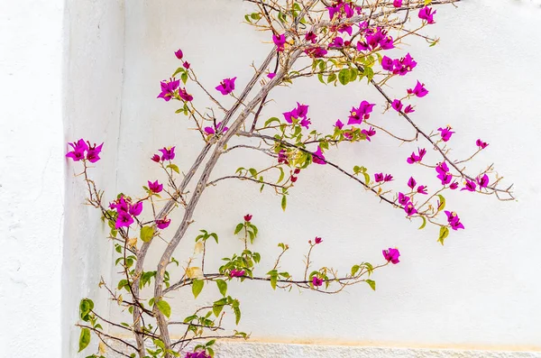 Arbusto Bougainvillea Rosa Flor Fundo Parede Branca Cena Típica Mediterrâneo — Fotografia de Stock