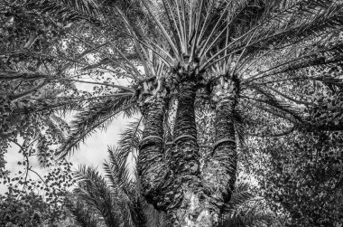 Hurma ağacının ayrıntıları, siyah ve beyaz renklidir.