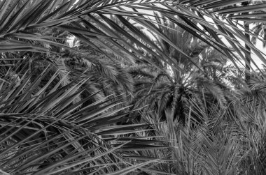 Hurma ağacının ayrıntıları, siyah ve beyaz renklidir.