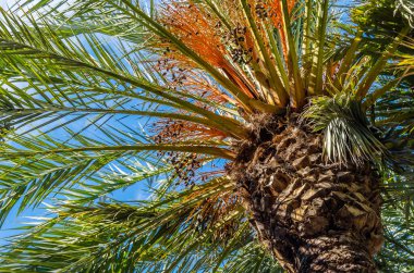 Hurma ağacının ayrıntıları, doğal arka plan