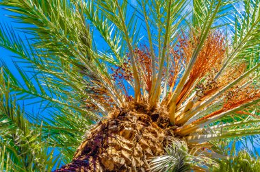 Hurma ağacının ayrıntıları, doğal arka plan