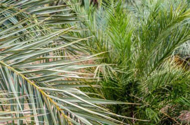 Hurma ağacının ayrıntıları, doğal arka plan