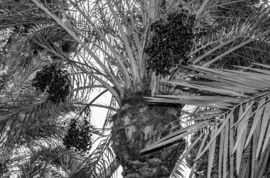 Hurma ağacının meyveleri sarkmış, siyah ve beyaz renklidir.