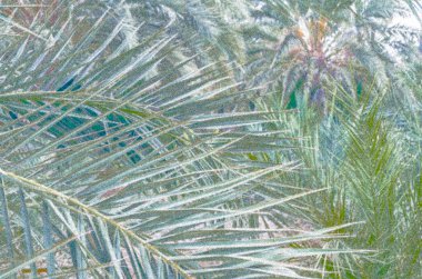 Palmiye ağacı deseninin renkli çizimi, doğal arkaplan