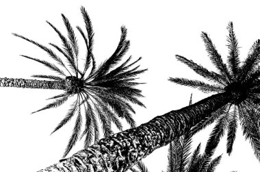 Siyah ve beyaz palmiye ağacı şekilli siluet