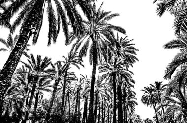 Siyah ve beyaz palmiye ağacı şekilli siluet