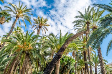İspanya 'nın Alicante ilinde, Elche palmiye bahçesinde hurma ağaçları.