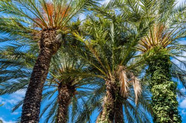 İspanya 'nın Alicante ilinde, Elche palmiye bahçesinde hurma ağaçları.