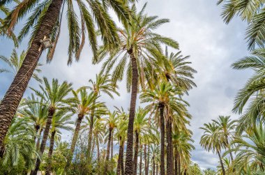 İspanya 'nın Alicante ilinde, Elche palmiye bahçesinde hurma ağaçları.