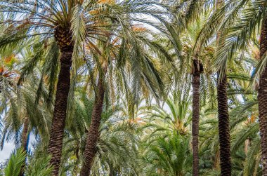 İspanya 'nın Alicante ilinde, Elche palmiye bahçesinde hurma ağaçları.