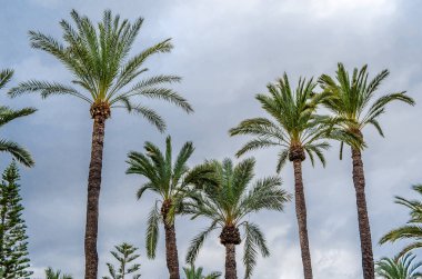 İspanya 'nın Alicante ilinde, Elche palmiye bahçesinde hurma ağaçları.