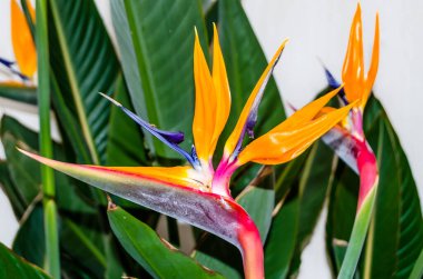 Güzel tropikal renkli Strelitzia çiçeği, doğa arka planı