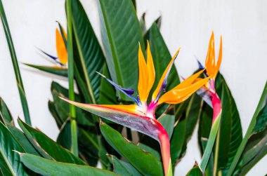 Güzel tropikal renkli Strelitzia çiçeği, doğa arka planı