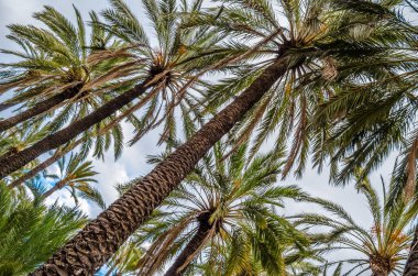 İspanya 'nın Alicante ilinde, Elche palmiye bahçesinde hurma ağaçları.
