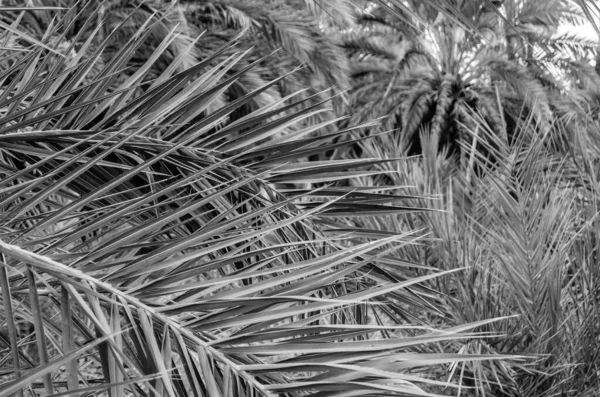 Detail of a date palm tree, black and white image