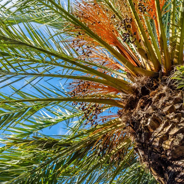 Detail of a date palm tree, natural background