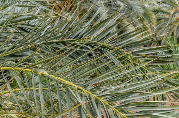 Detail of a date palm tree, natural background