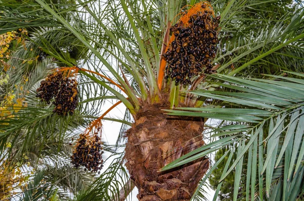 Detalle Una Palmera Datilera Con Frutos Arrancados — Foto de Stock