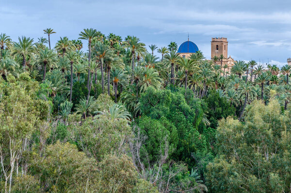 View of the city of Elche, Alicante province, Spain, showing the palm grove and the basilica