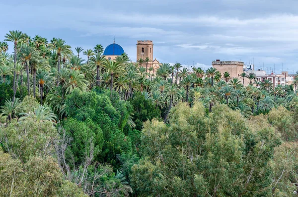 Vista Cidade Elche Província Alicante Espanha Mostrando Palmeiral Basílica — Fotografia de Stock