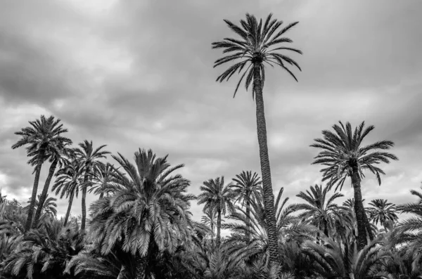 Palmiers Dattiers Dans Palmeraie Elche Province Alicante Espagne Image Noir — Photo