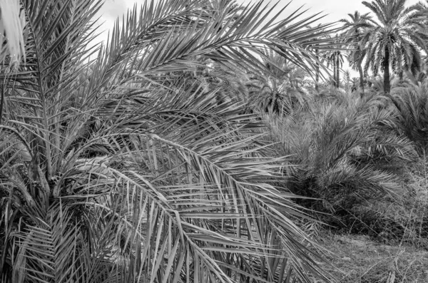 Palmiers Dattiers Dans Palmeraie Elche Province Alicante Espagne Image Noir — Photo